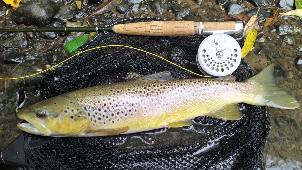 Photo of the 16.5 inch wild trout